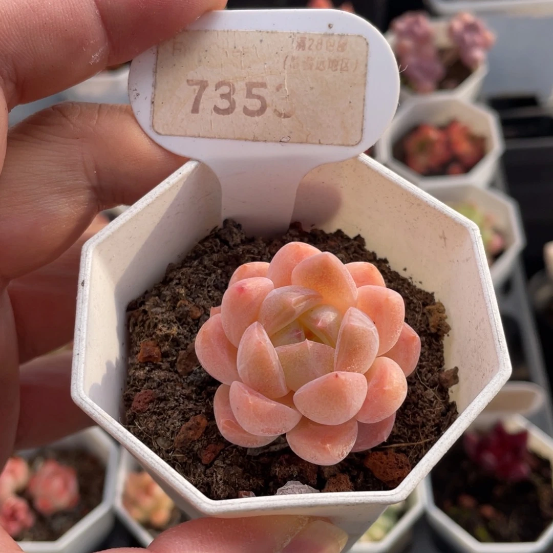 和田玉7353-4厘米