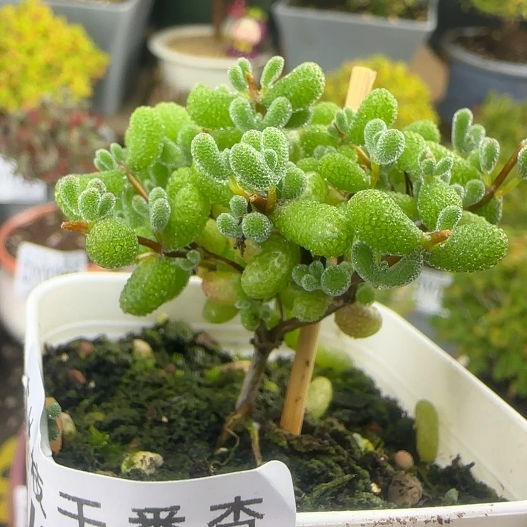 dy0240翡翠福利一物一拍