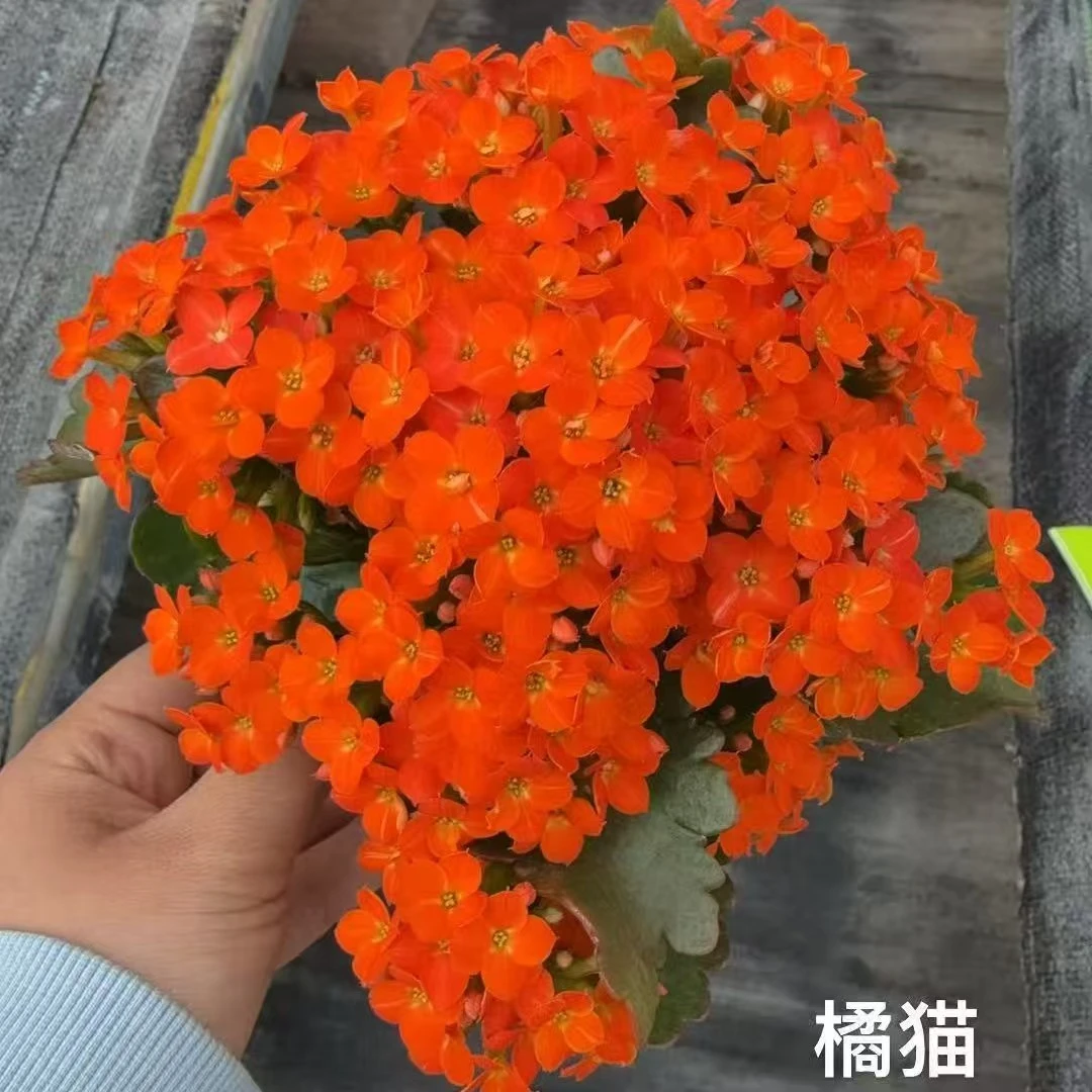 稀有种品单瓣橙猫43号链接花量大颜色亮会变色花期长11厘米盆