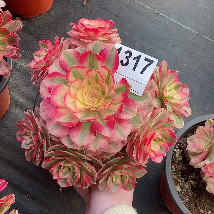 红陶1317倾城3冠服16