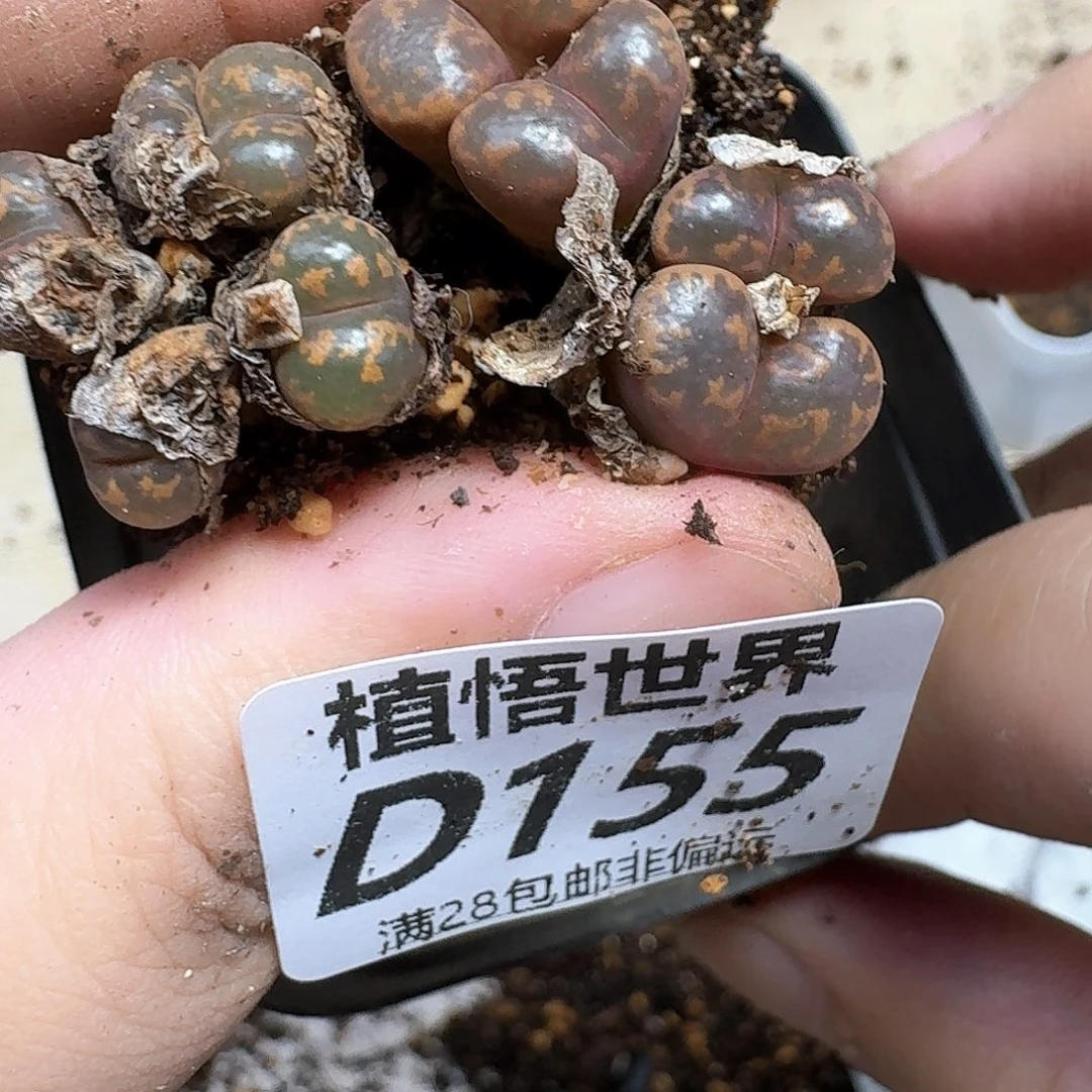 多肉植物的润泽发发