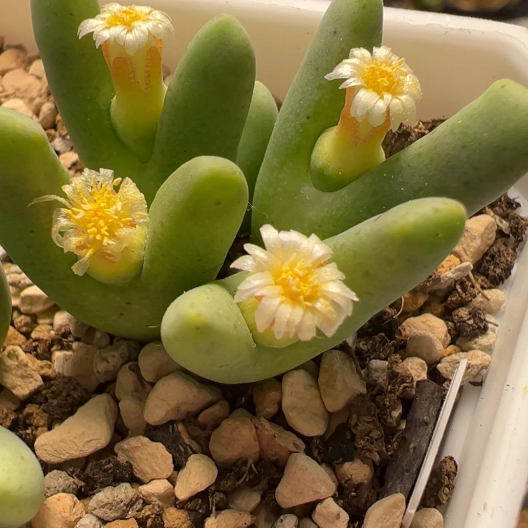 5头大兔子群多肉植物