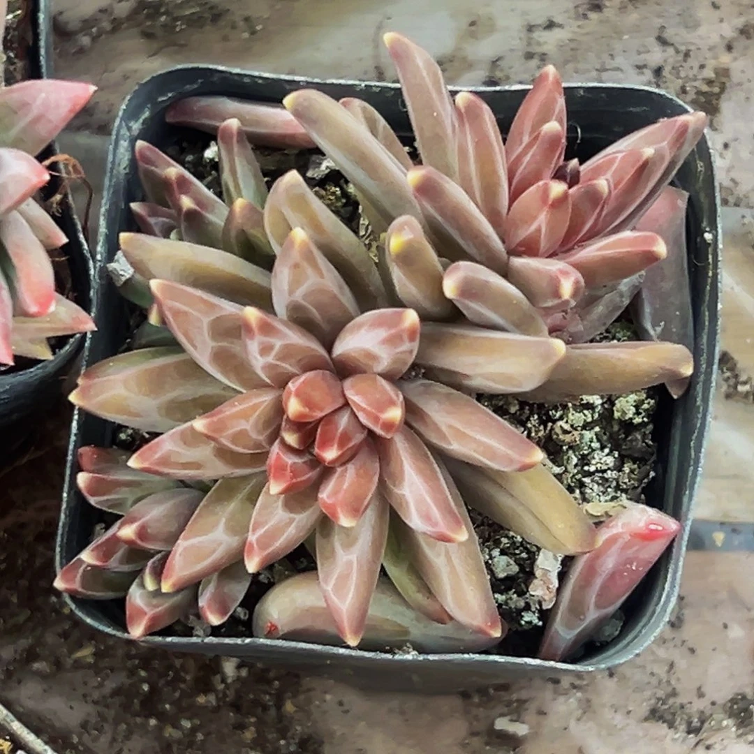 桔云多肉美人精品系列