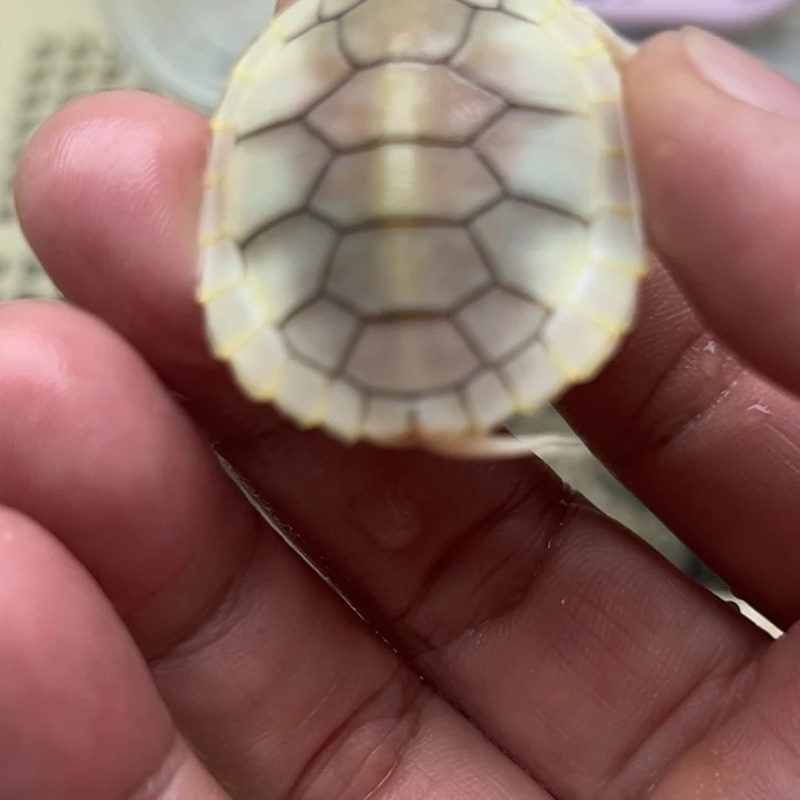 绿毛龟不分公母888888
