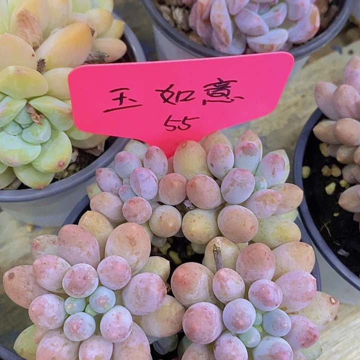 开心多肉，一物一拍，拍冷链接包黑腐