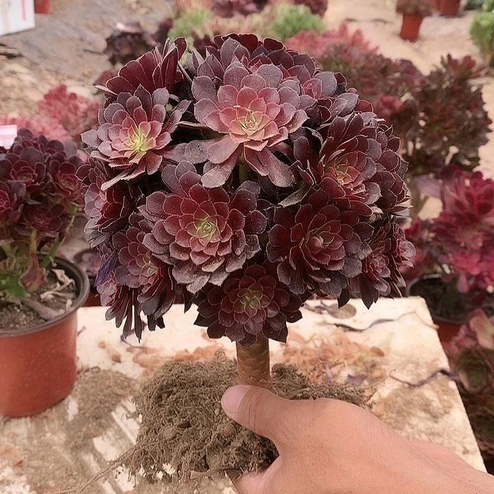 836黑铜壶多肉植物