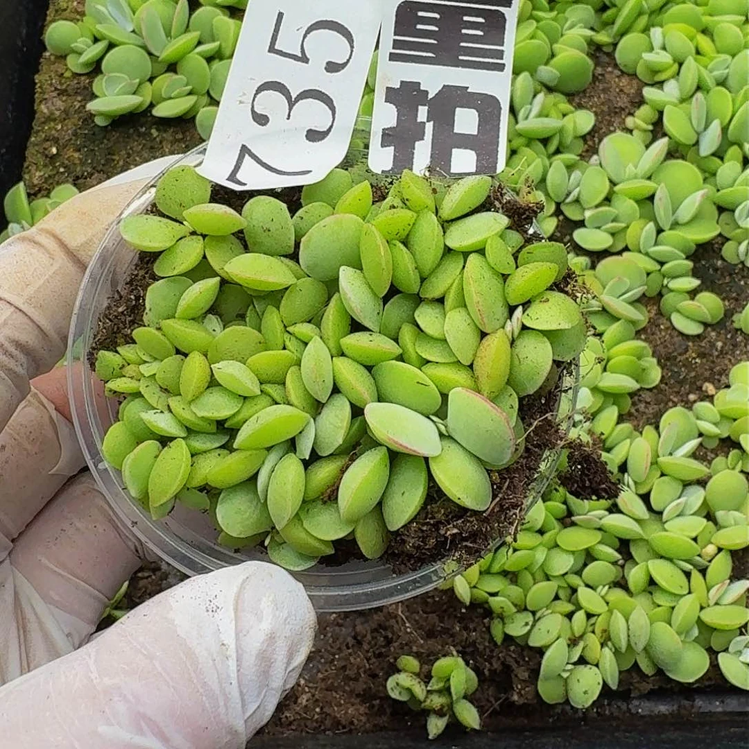 多肉植物多肉植物735量拍