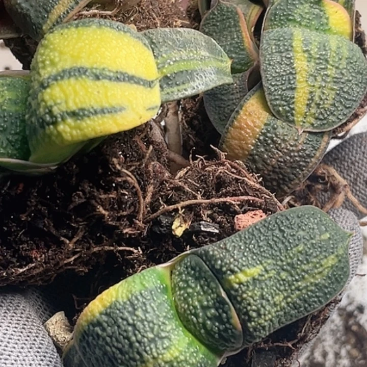 M***童客户专拍一物一拍