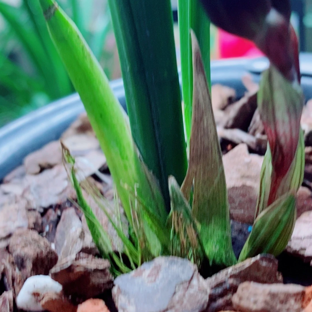 大部分花苞少量开放
