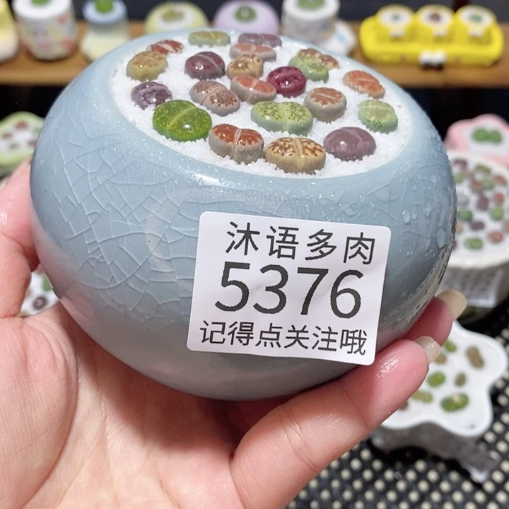 带盆土植物 一物一拍5376