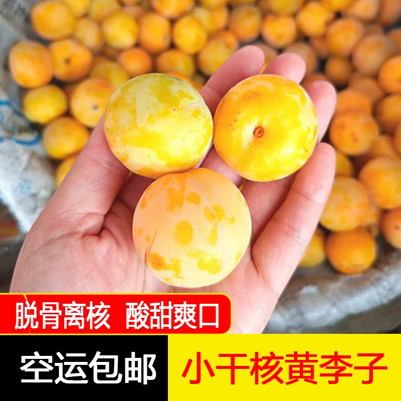 东北小绥河小干核黄李子脱骨离核酸甜爽口孕妇水果3/5斤空运包邮