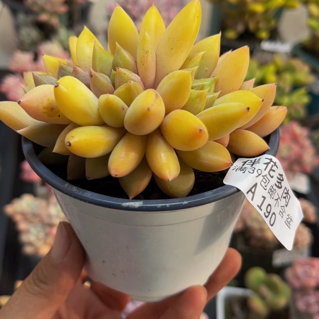 190象牙朵朵缀8cm多肉