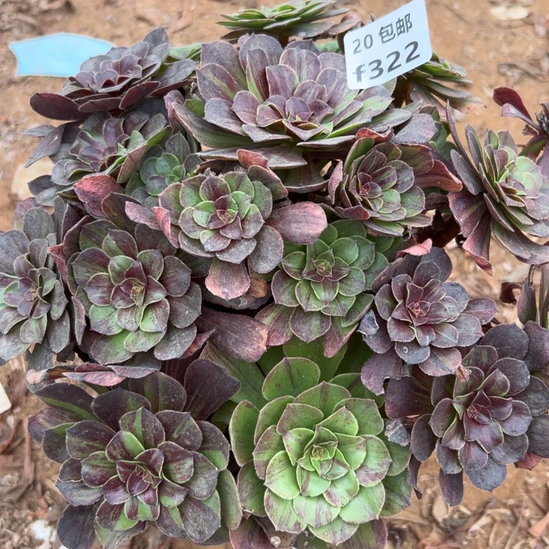 322花月夜，多肉法师