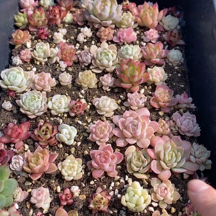 50 多肉植物盆栽花卉