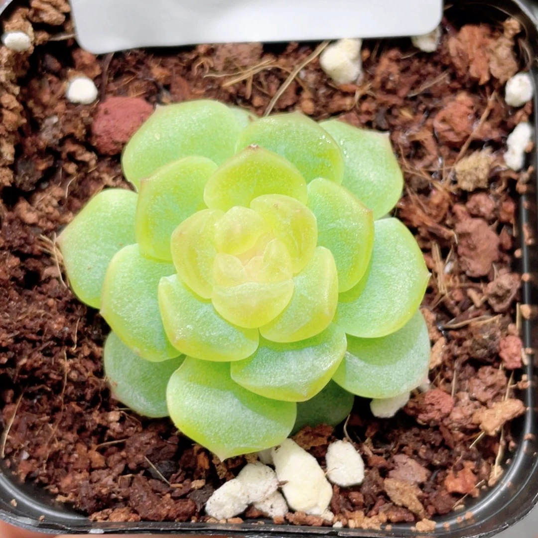 176号糖心冰心珍妮 无尽灯