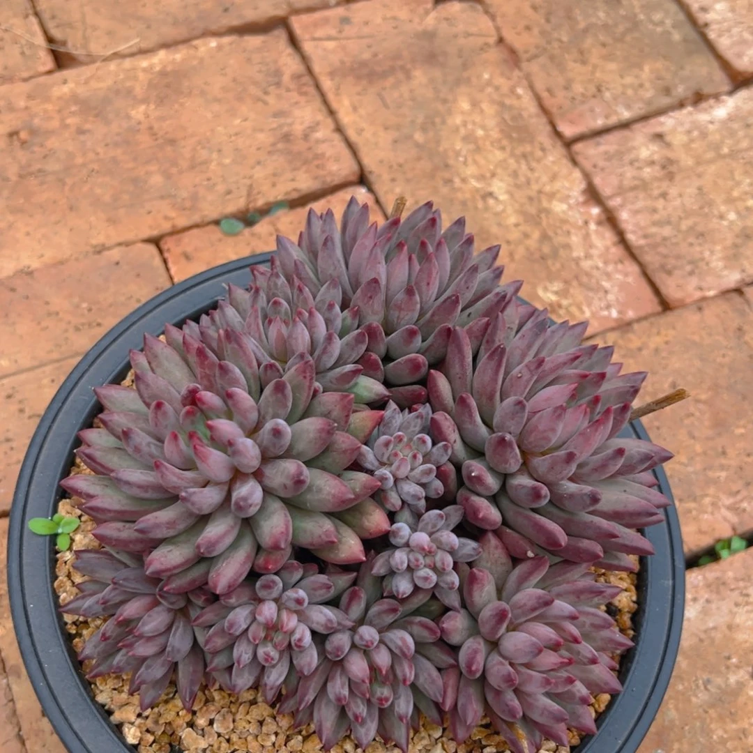 81611111111111111111