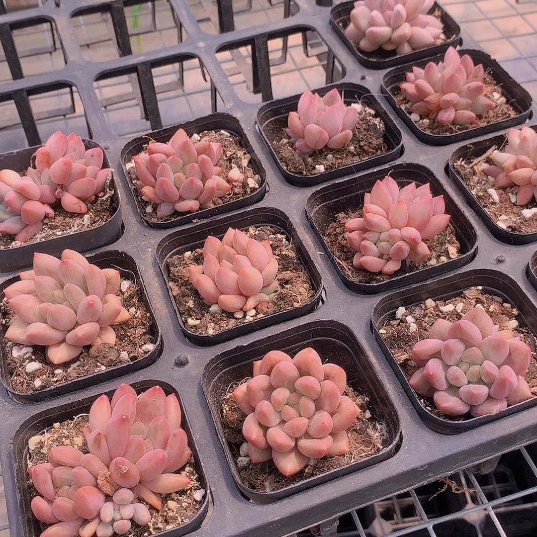 处理水晶球444777778888887