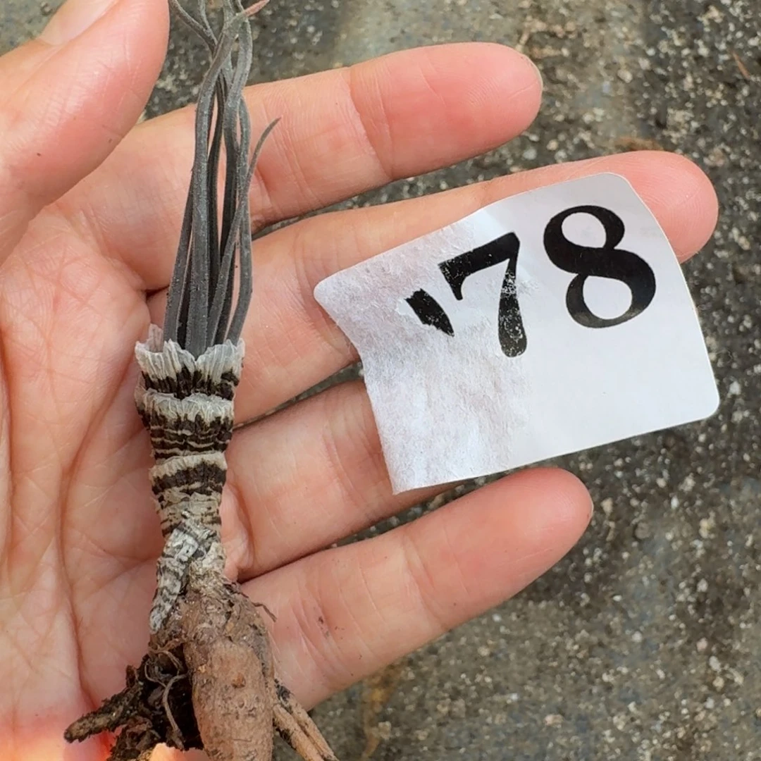 小青龙弹簧草一物一拍