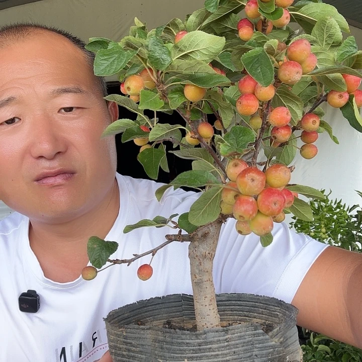 无花朵海棠果树苗带过