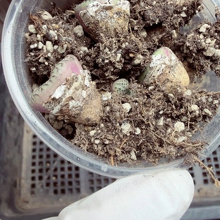 就能使皮肤保持年轻嫩275