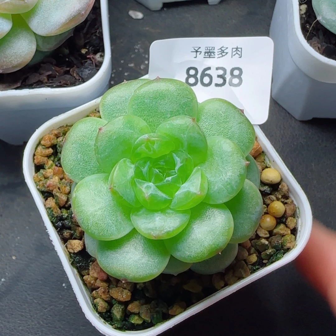 孤品，8638多肉植物