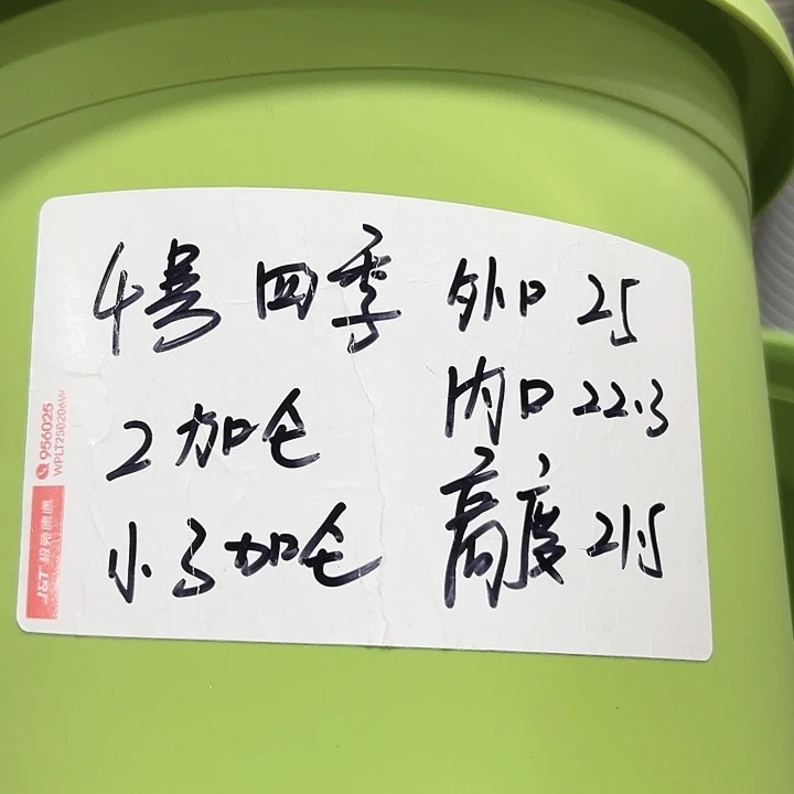 特价4号四季口25高21.5果绿无托8只