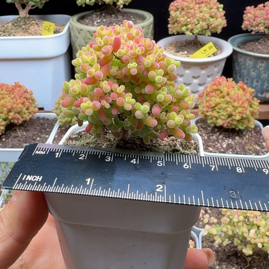 a48号蜜橘冠服5.5厘米左右