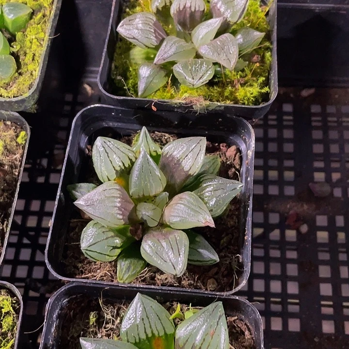 西瓜寿带盆土发货