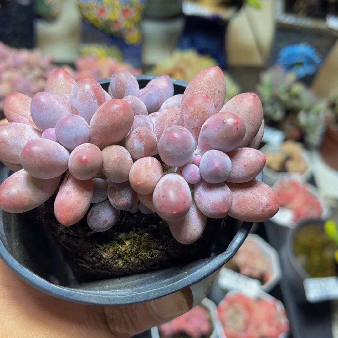 090汤圆7厘米多肉