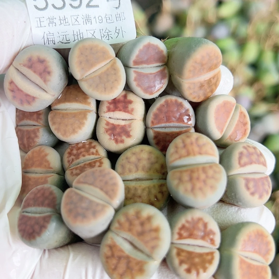 5392 好养易活生石花大母本19个1.5cm左右