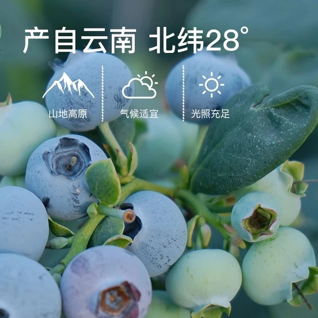 (鲜)云南澄江抚仙湖花香蓝莓新鲜现摘现发孕妈妈全国顺分空运