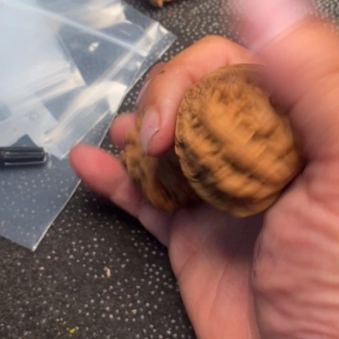 文玩核桃把件虎头5.5