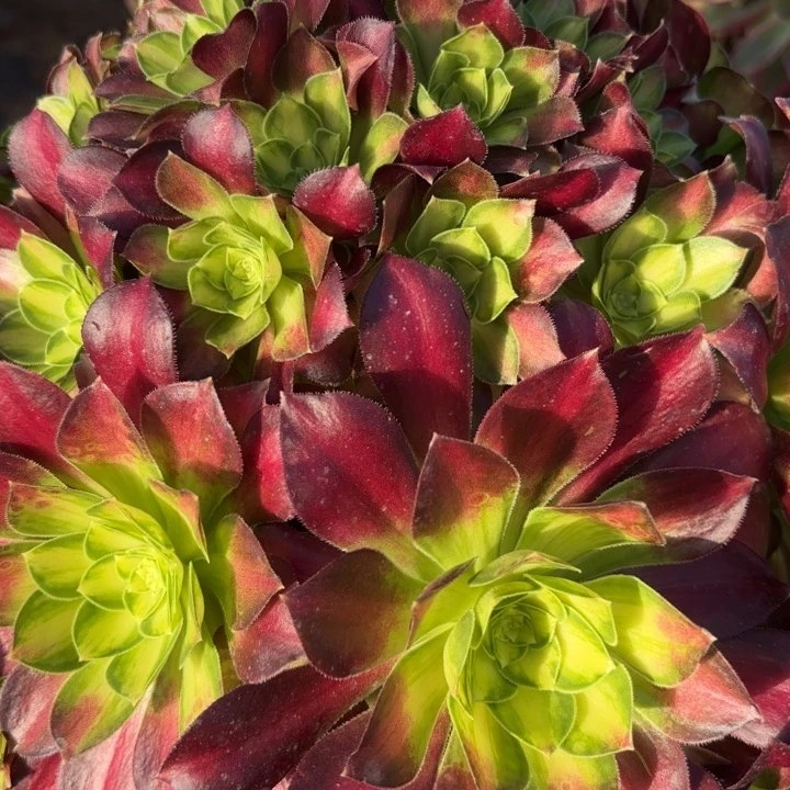 韶华多肉断枝不包43