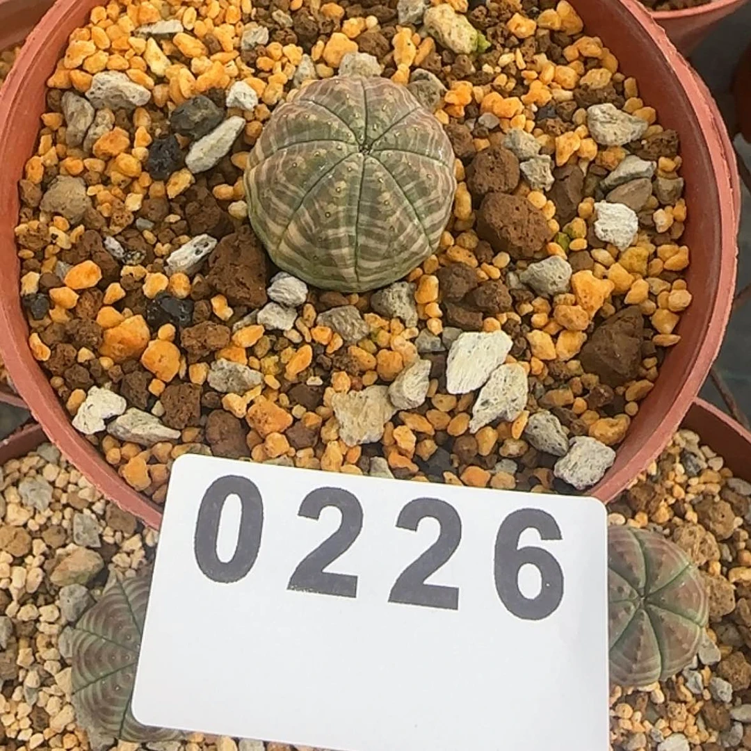 【闪购商品】?***笑块根植物