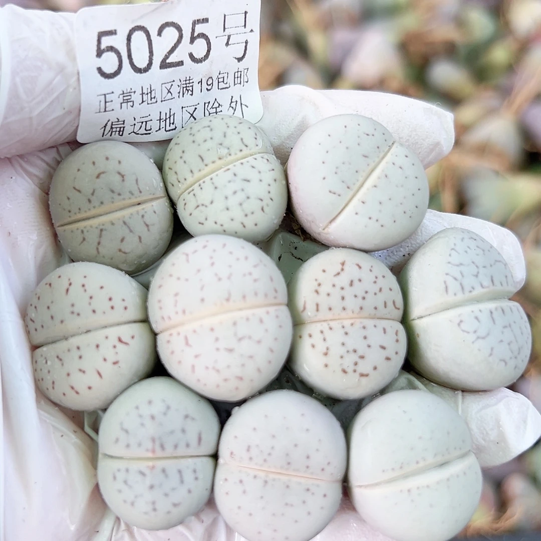 5025四年大白10个2cm左右