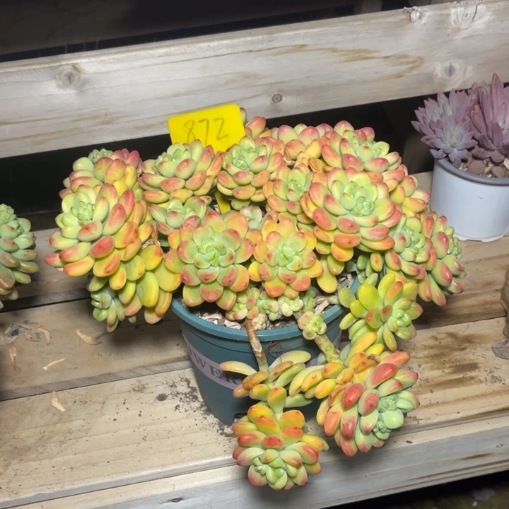 香格里拉多肉植物8 7 2