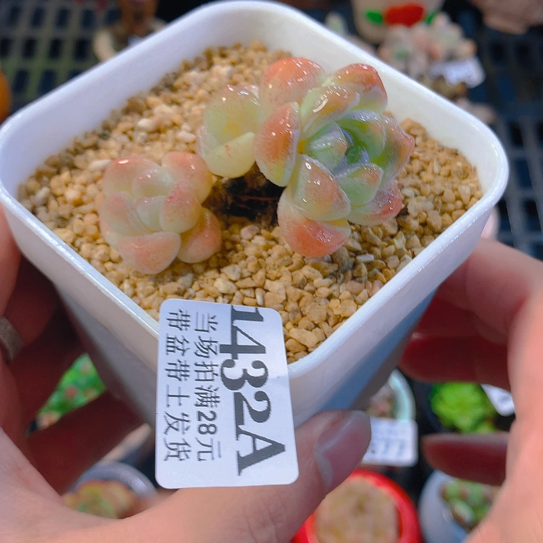 5厘米盆精控多肉1432
