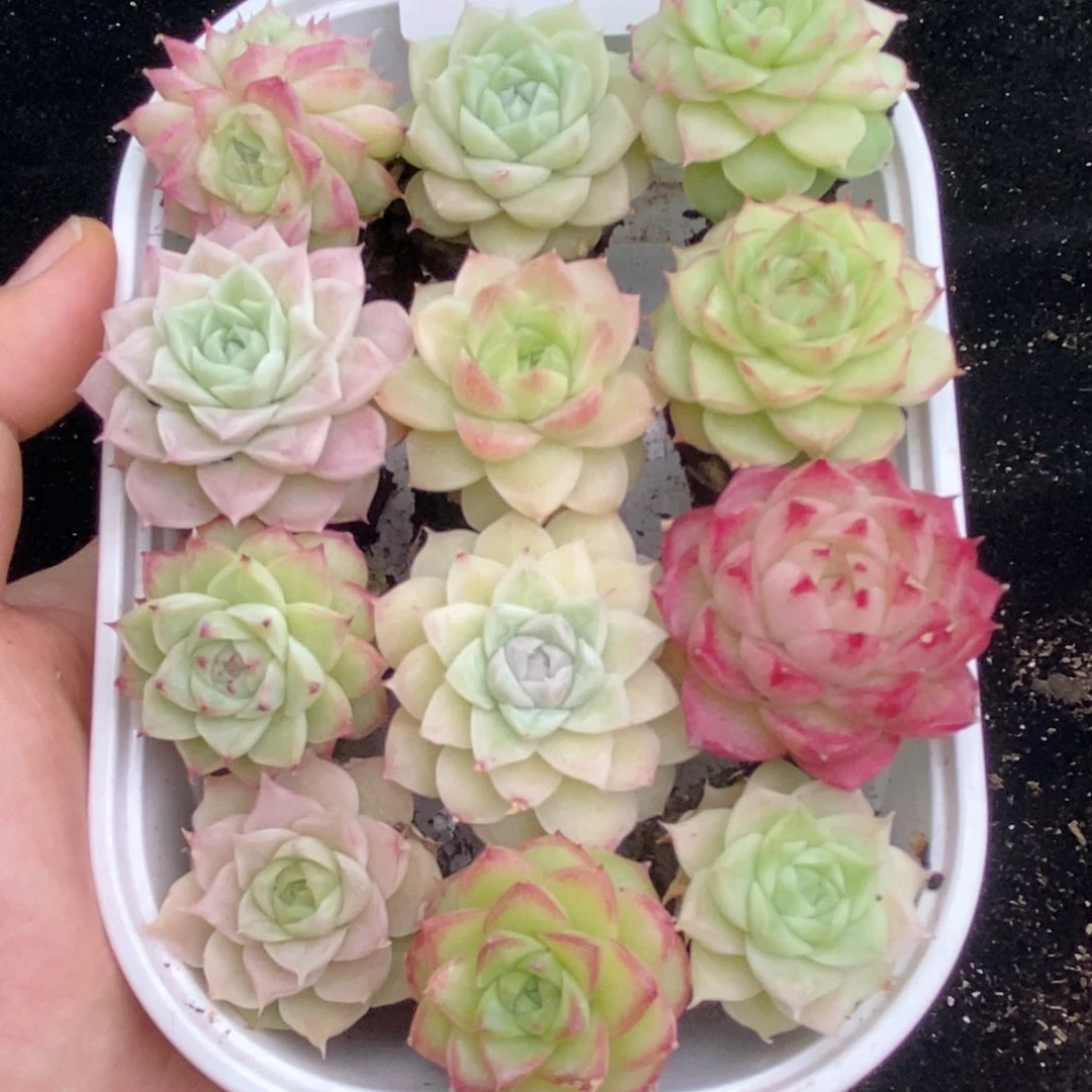 2-50 新疆西藏内蒙不发零下拍保温箱两到三公分多肉