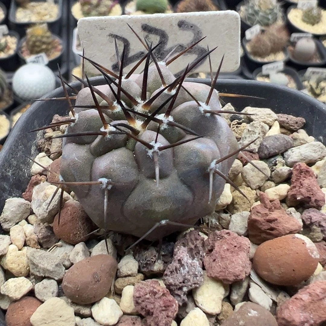 223黑王丸实生仙人球3.1