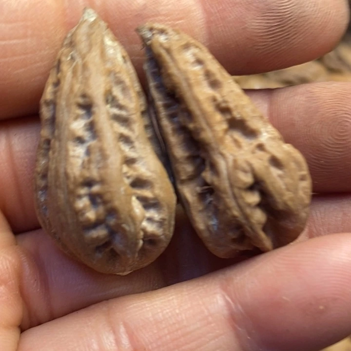 吊坠文玩核桃东北特产179