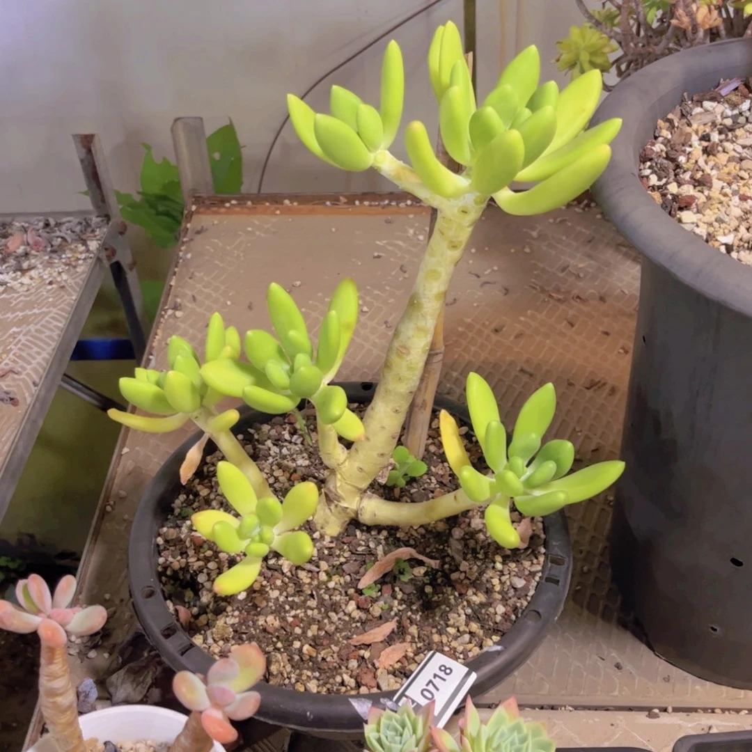 金蝉多肉植物0718