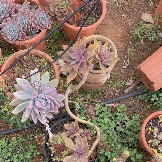 明**里多肉植物。。。。。。。。。。。。。