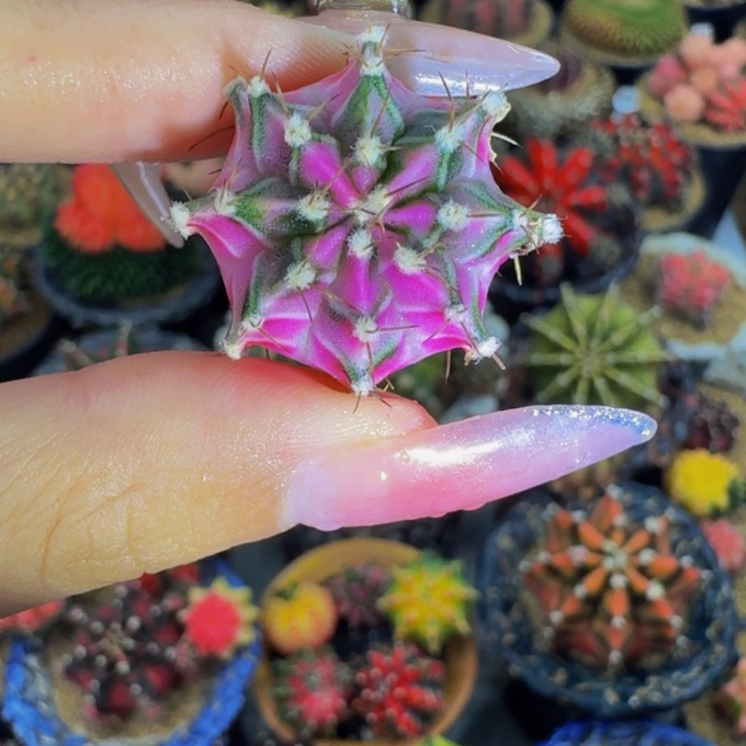 白色钻石00000000000105