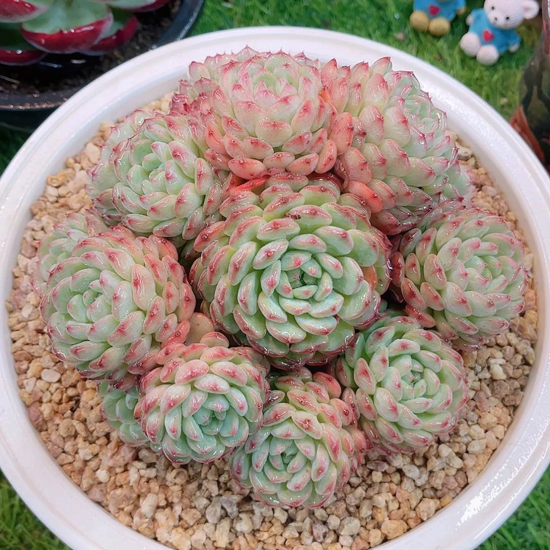 韩版白胖子老桩多肉