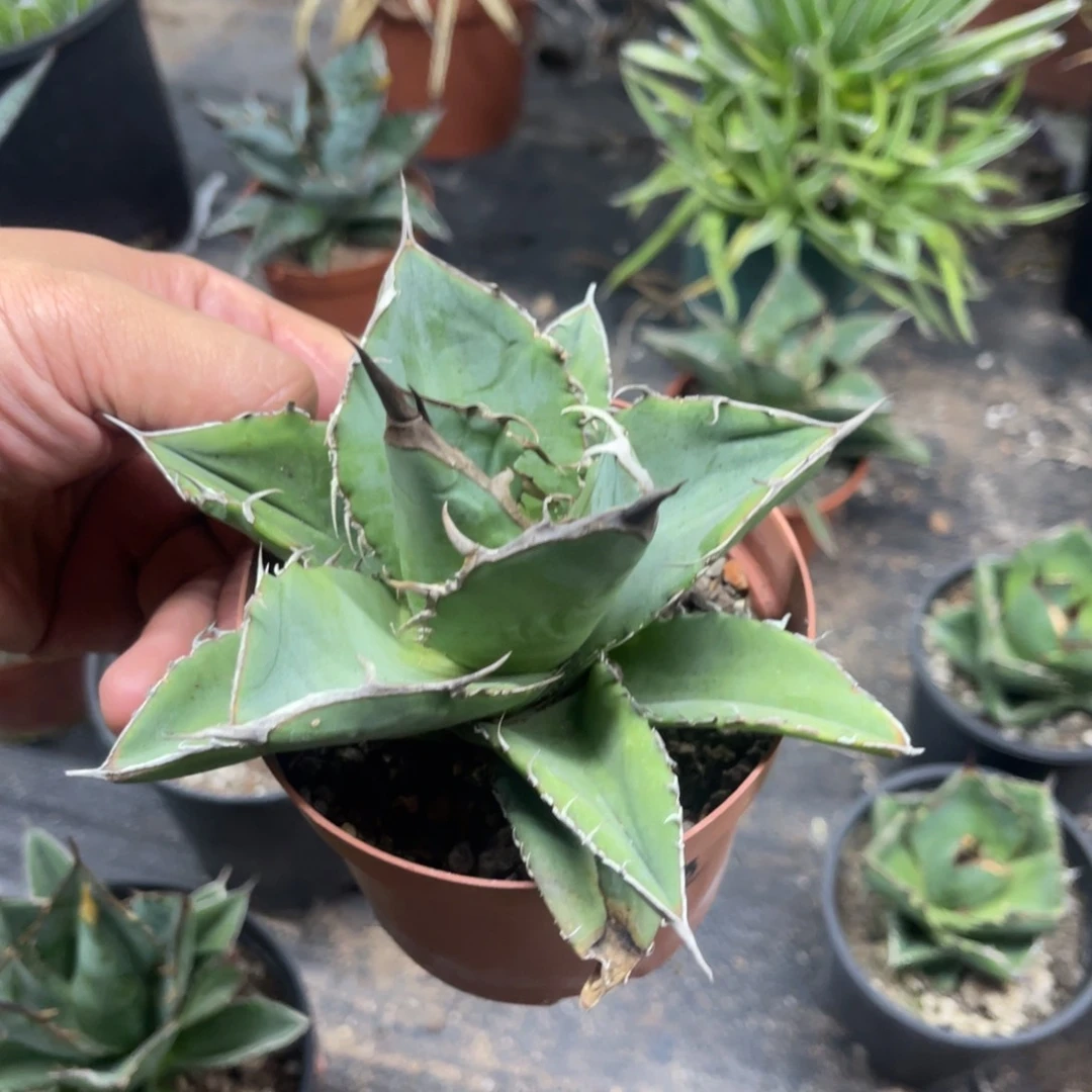 山龟仁王冠系列龙舌兰