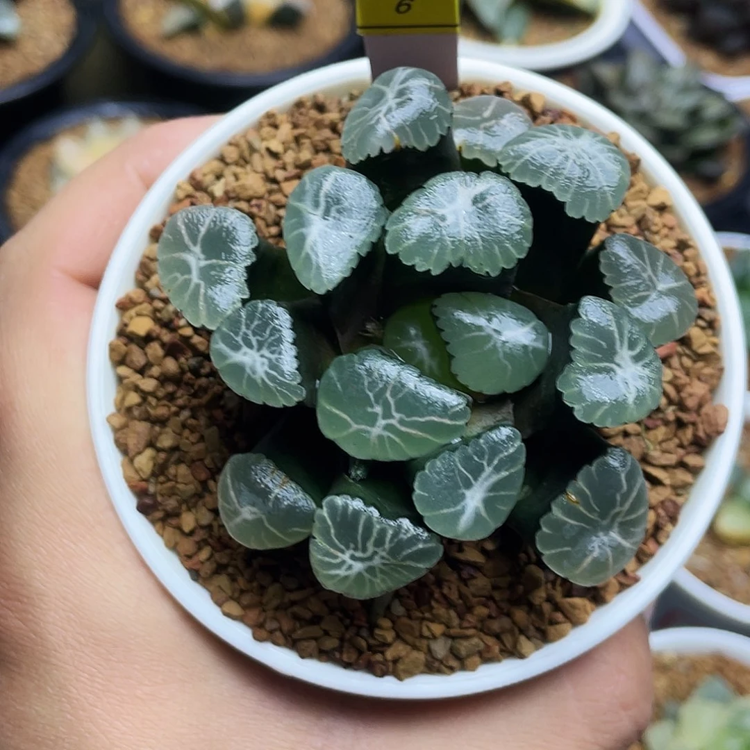 白美人万象十二卷