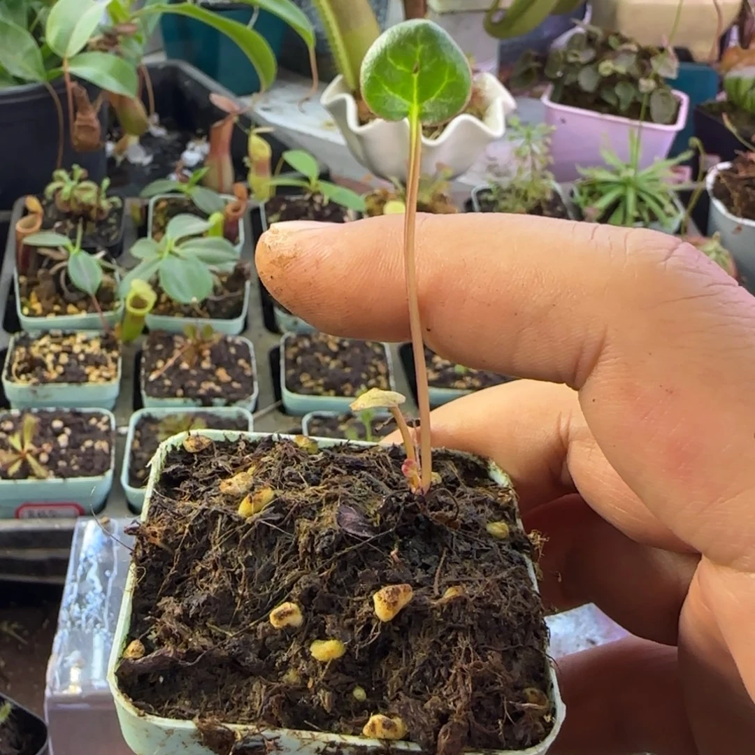 完全开放高山植物塔黄