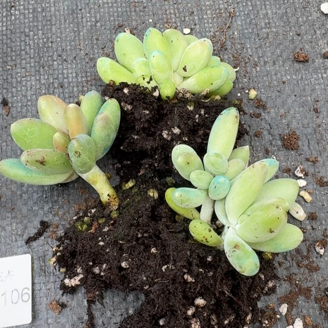 金蟾量拍18-106三颗