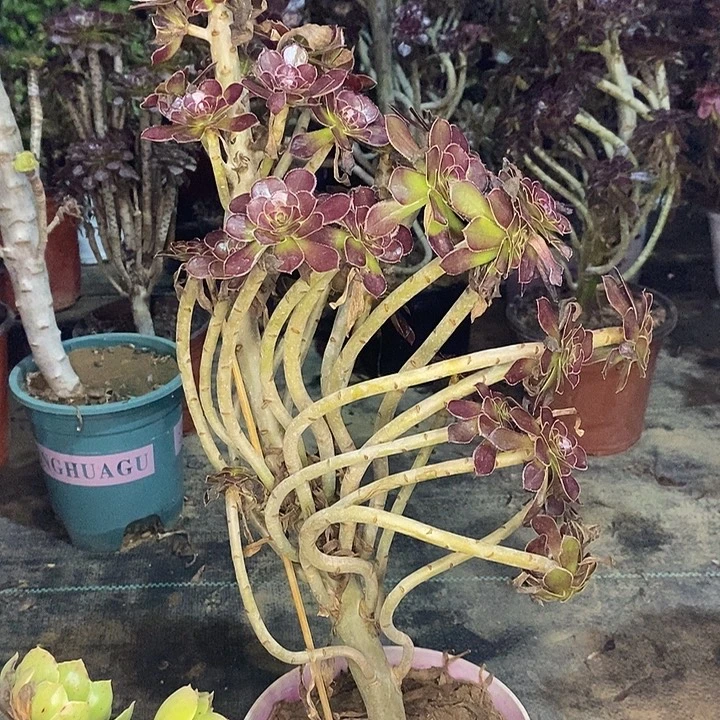 黑法多肉植物056