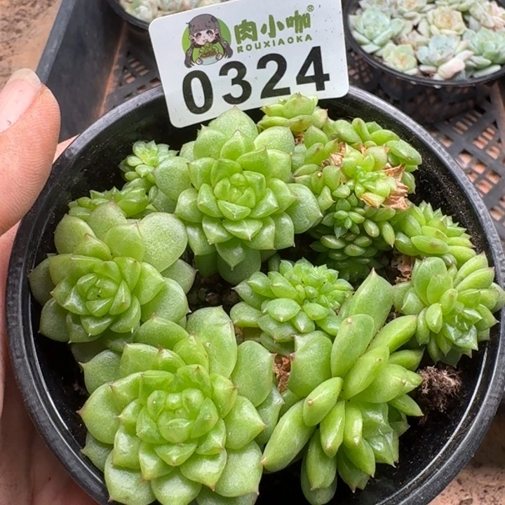 当前无花朵，栽培后可花朵多肉植物多肉植物